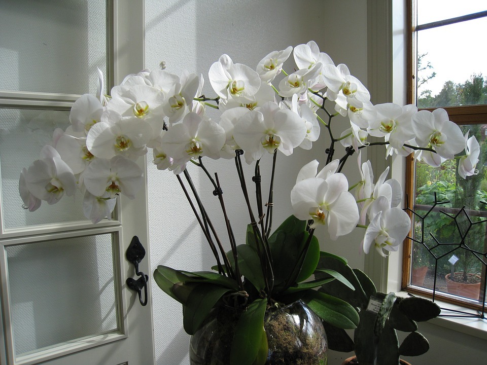 White Lili Interior Decor